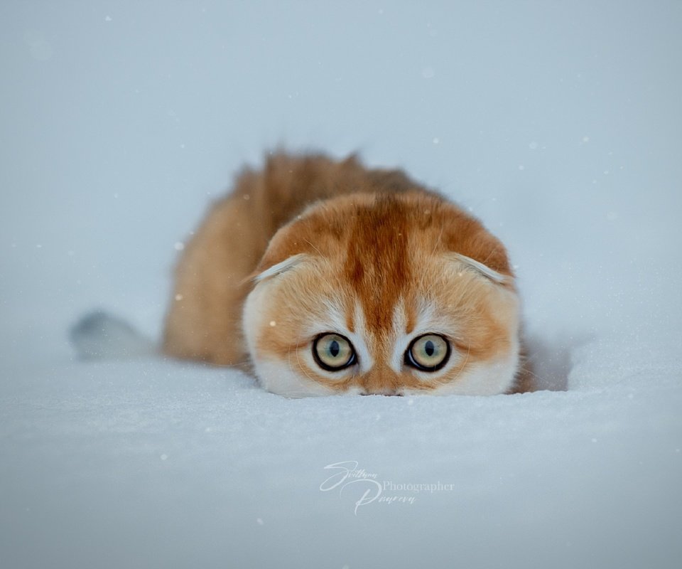 Обои снег, зима, кошка, snow, winter, cat разрешение 1920x1280 Загрузить