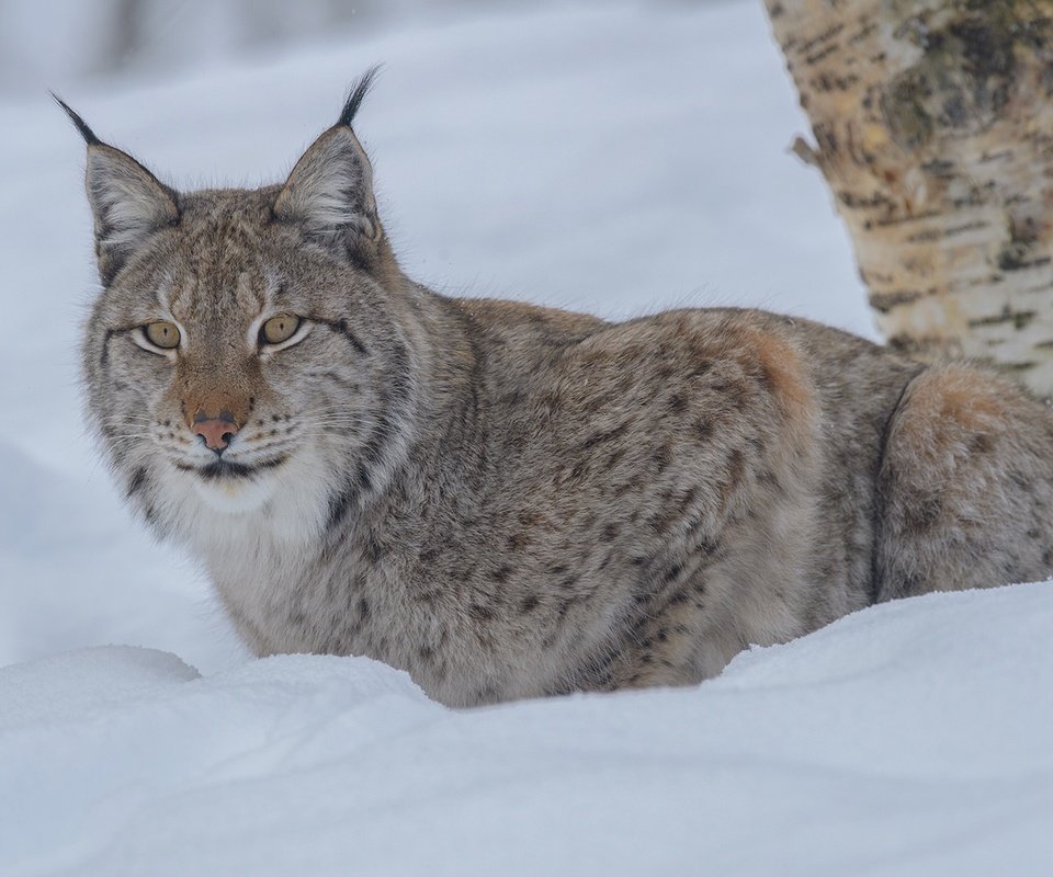 Обои снег, зима, рысь, взгляд, дикая кошка, snow, winter, lynx, look, wild cat разрешение 1920x1280 Загрузить