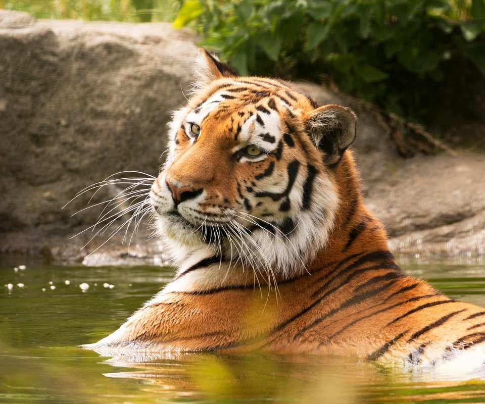 Обои тигр, морда, водоем, купание, tiger, face, pond, bathing разрешение 5472x3648 Загрузить