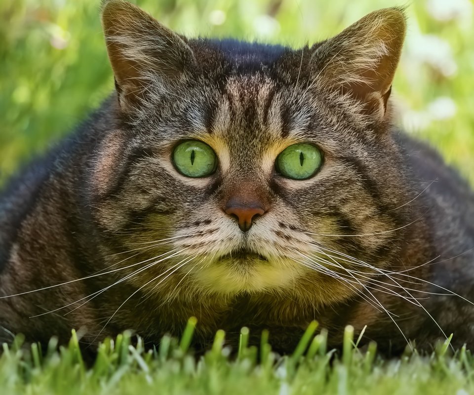Обои трава, кот, взгляд, мордашка, котэ, глазища, grass, cat, look, face, kote, eyes разрешение 2500x2500 Загрузить