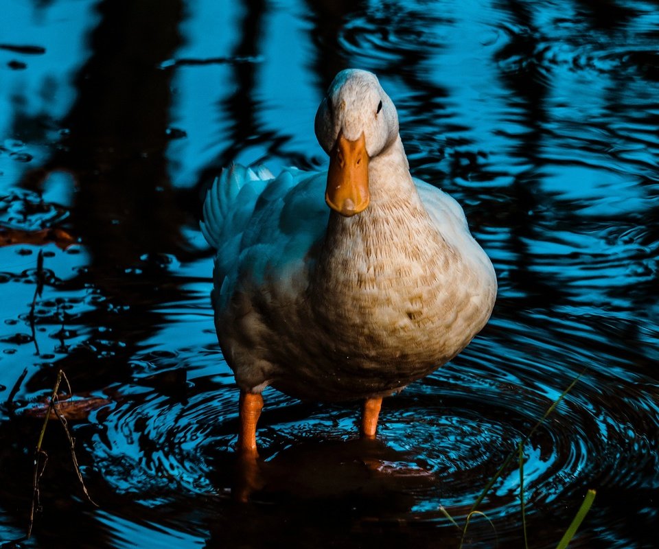 Обои вода, отражение, водоем, птица, утка, water, reflection, pond, bird, duck разрешение 2880x1620 Загрузить