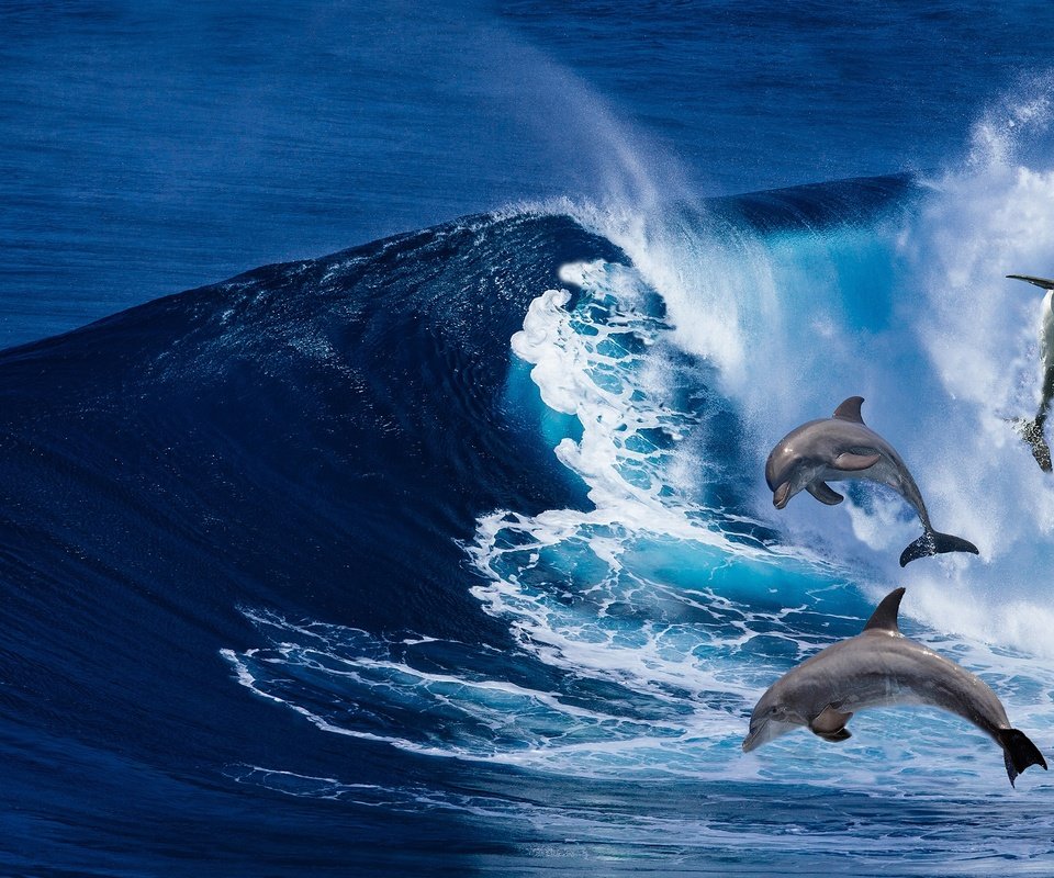 Обои волны, море, рендеринг, дельфины, wave, sea, rendering, dolphins разрешение 2560x1701 Загрузить