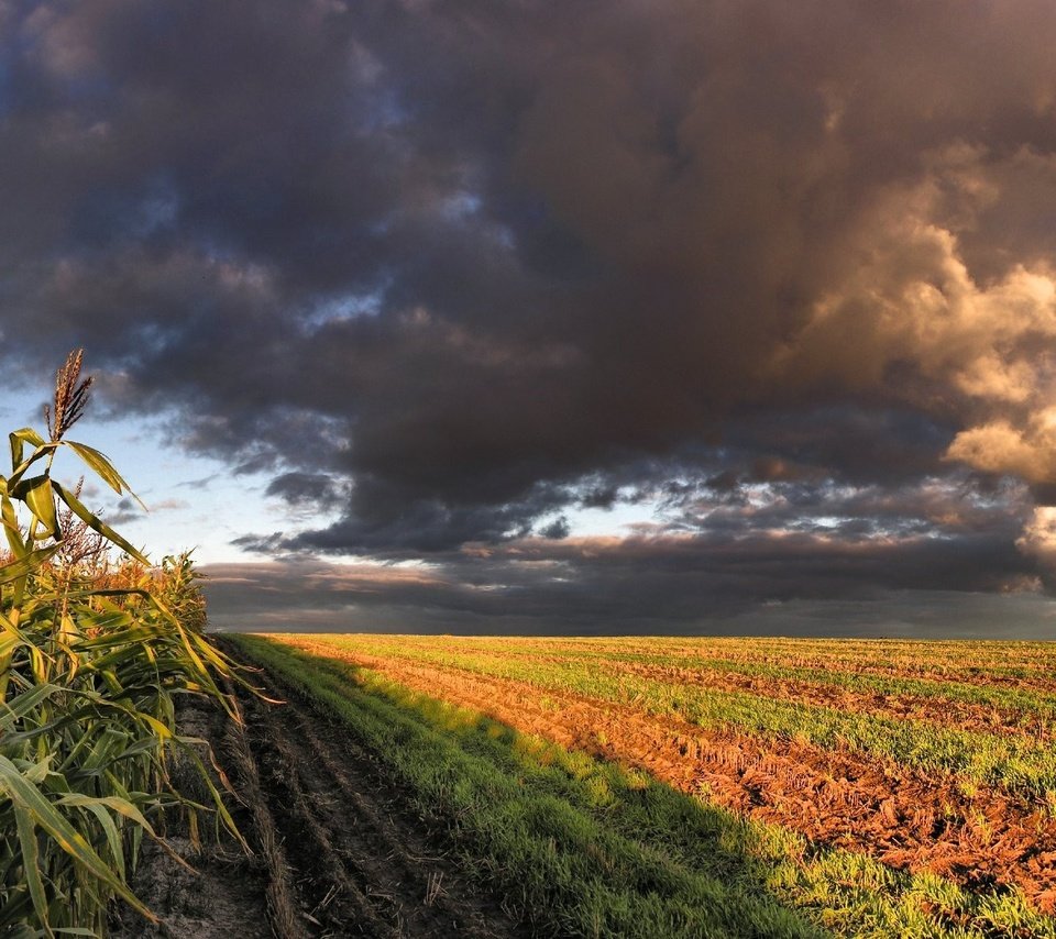 Обои облака, поле, кукуруза, clouds, field, corn разрешение 3200x1200 Загрузить