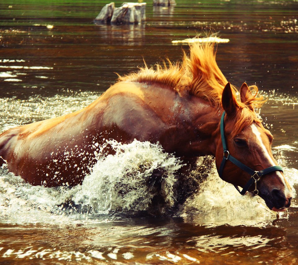 Обои лошадь, вода, озеро, брызги, всплеск, крокодил догоняет, horse, water, lake, squirt, splash, crocodile catches разрешение 4272x2848 Загрузить