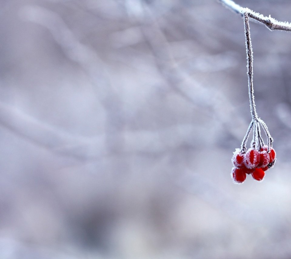 Обои ветка, снег, зима, иней, красные, ягоды, branch, snow, winter, frost, red, berries разрешение 3900x2363 Загрузить