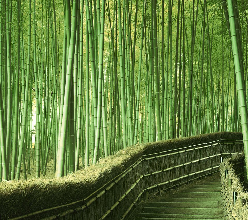 Обои зелень, япония, бамбук, greens, japan, bamboo разрешение 1920x1200 Загрузить