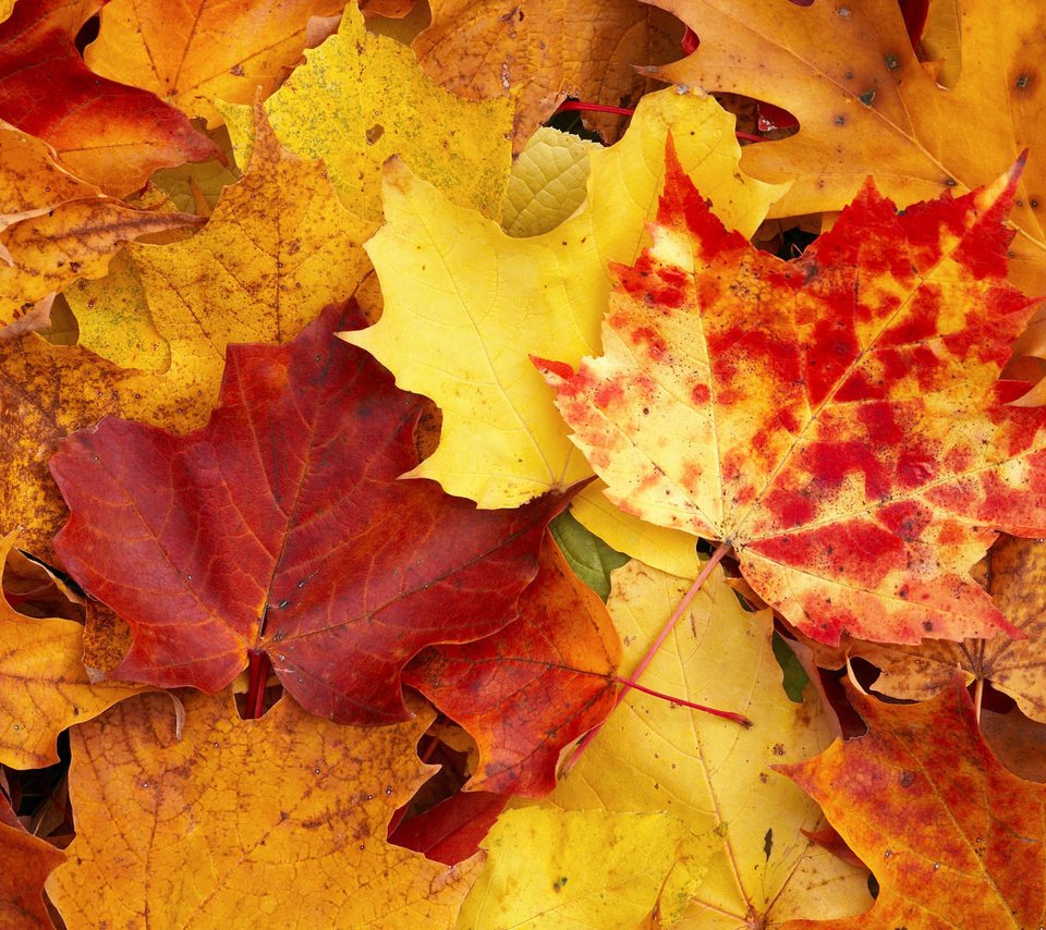 Обои желтый, осень, листы, yellow, autumn, leaves разрешение 1920x1080 Загрузить