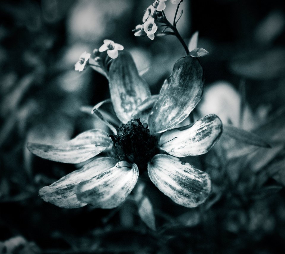 Обои макро, цветок, лепестки, чёрно-белое, macro, flower, petals, black and white разрешение 1920x1200 Загрузить