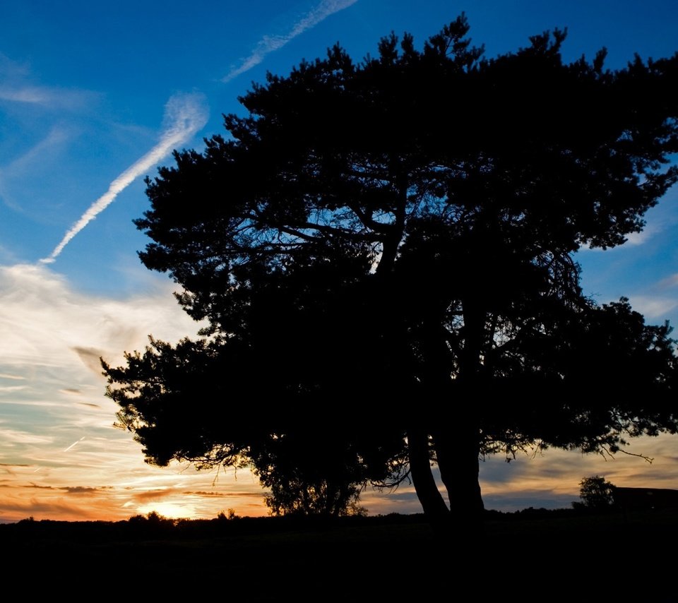 Обои небо, дерево, закат, тень, the sky, tree, sunset, shadow разрешение 1920x1200 Загрузить