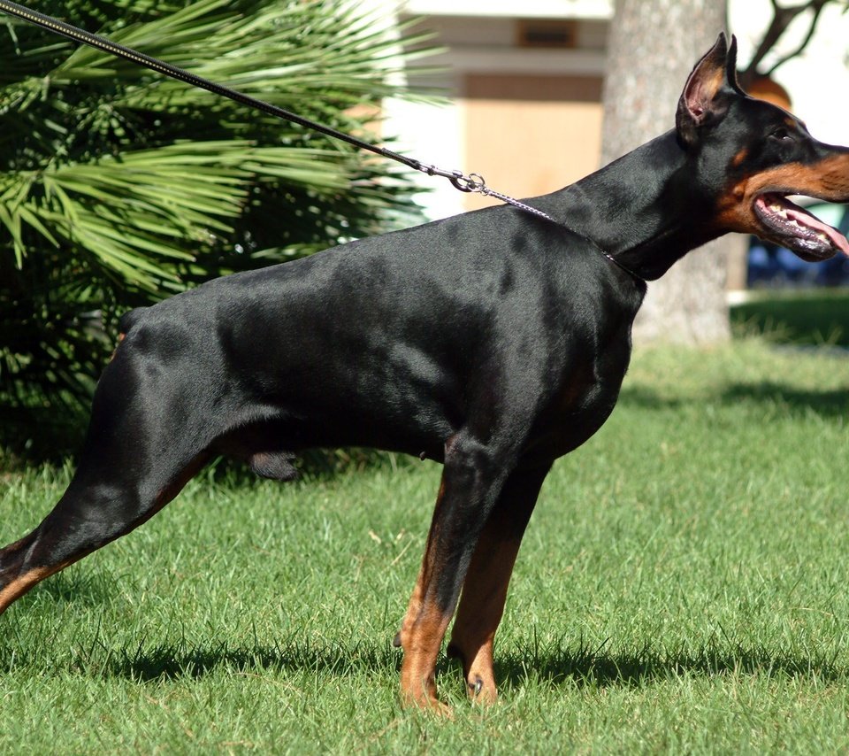 Обои собака, доберман, dobermann, dog, doberman разрешение 2304x1536 Загрузить