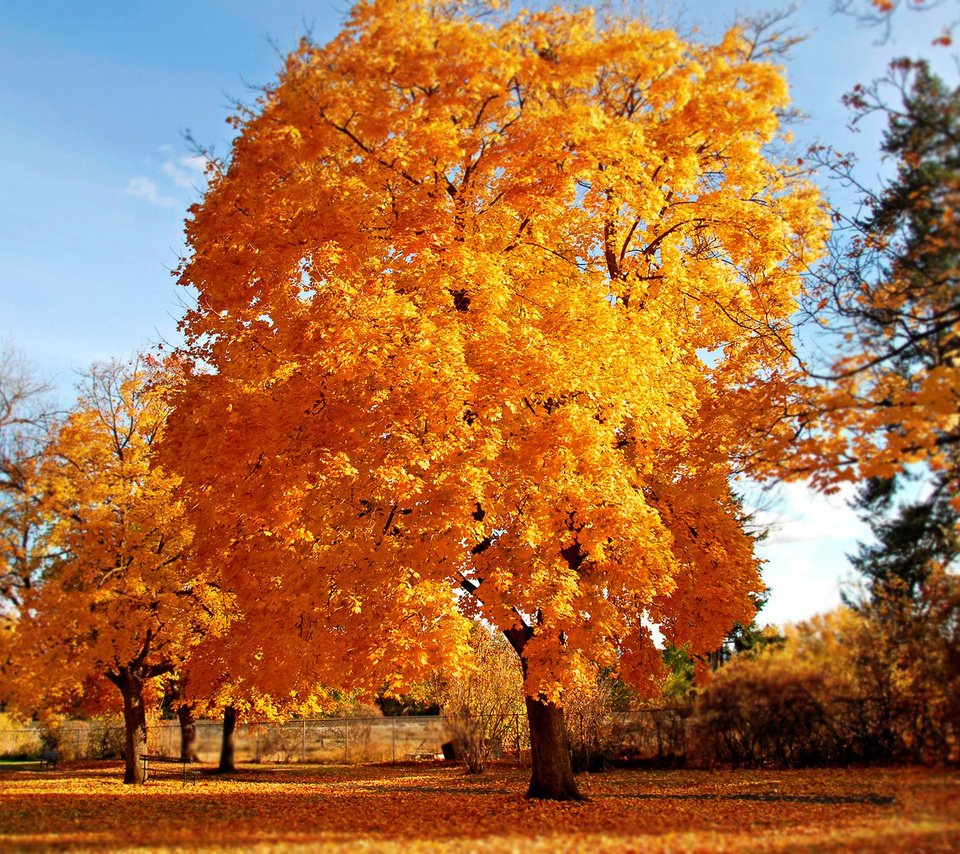 Обои дерево, осень, золото, tree, autumn, gold разрешение 1920x1200 Загрузить