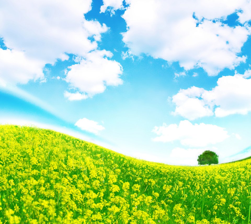 Обои небо, трава, облака, дерево, изгиб, the sky, grass, clouds, tree, bending разрешение 3000x2000 Загрузить