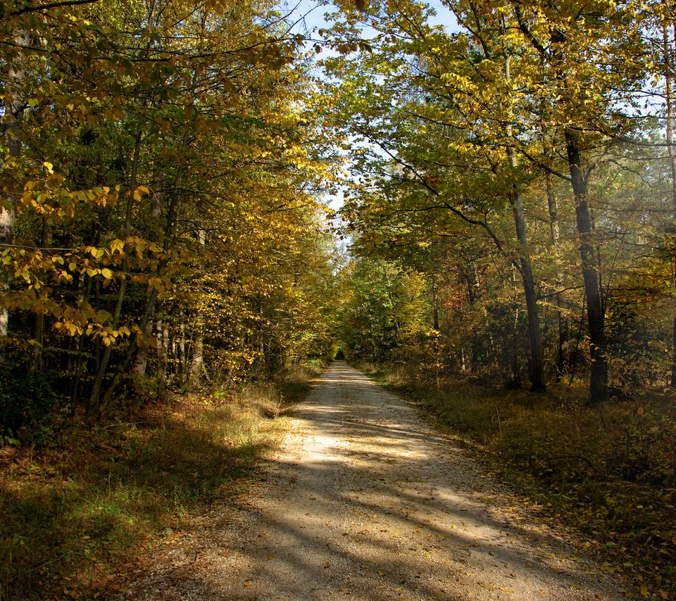 Обои дорога, солнце, лес, лучи, осень, грунтовая, road, the sun, forest, rays, autumn разрешение 1920x1200 Загрузить