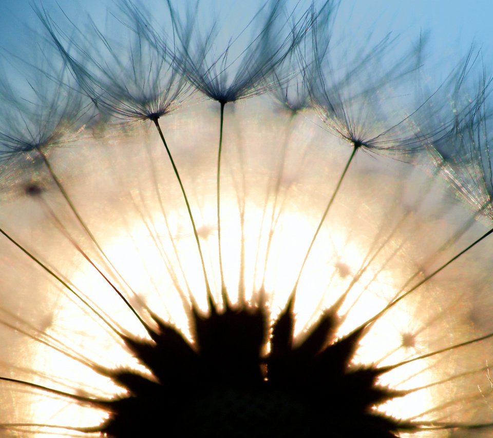 Обои свет, макро, одуванчик, light, macro, dandelion разрешение 1920x1080 Загрузить