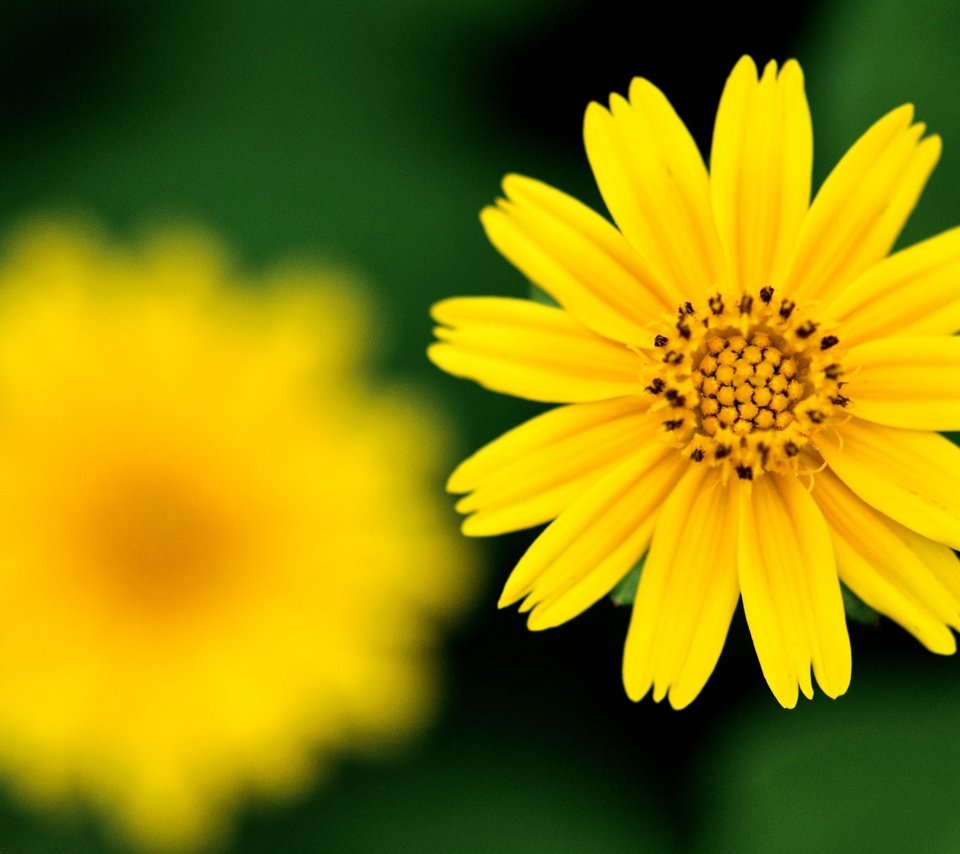 Обои желтый, фокус камеры, цветок, резкость, yellow, the focus of the camera, flower, sharpness разрешение 2560x1600 Загрузить