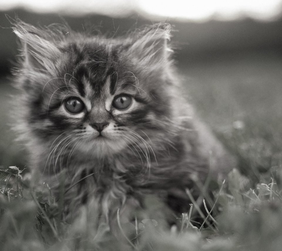 Обои трава, котенок, серый, задумчивые глаза, grass, kitty, grey, brooding eyes разрешение 1920x1200 Загрузить