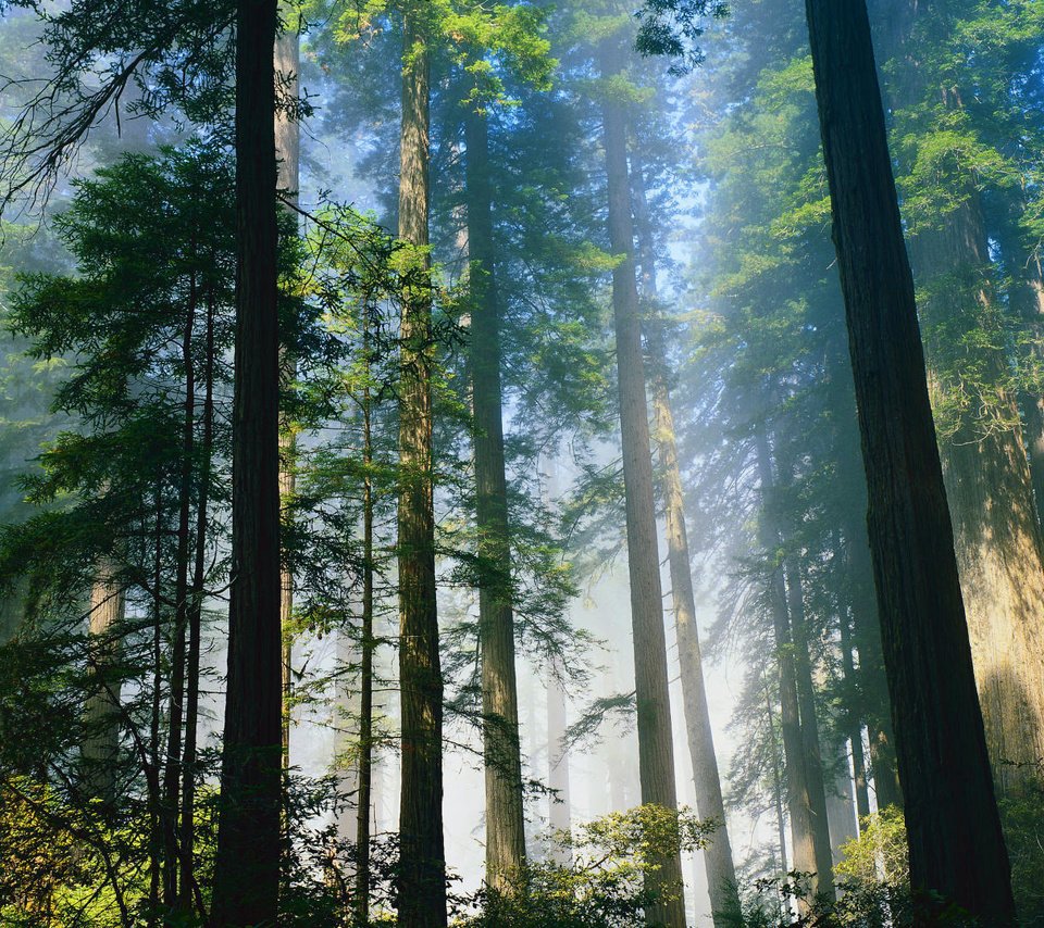 Обои деревья, лес, туман, стволы, trees, forest, fog, trunks разрешение 1920x1080 Загрузить