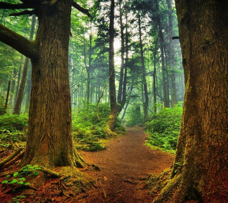Обои деревья, природа, лес, пейзаж, туман, стволы, тропинка, trees, nature, forest, landscape, fog, trunks, path разрешение 1920x1200 Загрузить