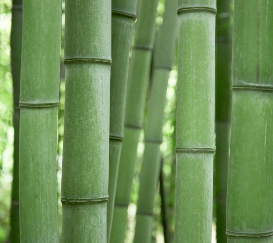Обои зелёный, бамбук, green, bamboo разрешение 1920x1200 Загрузить