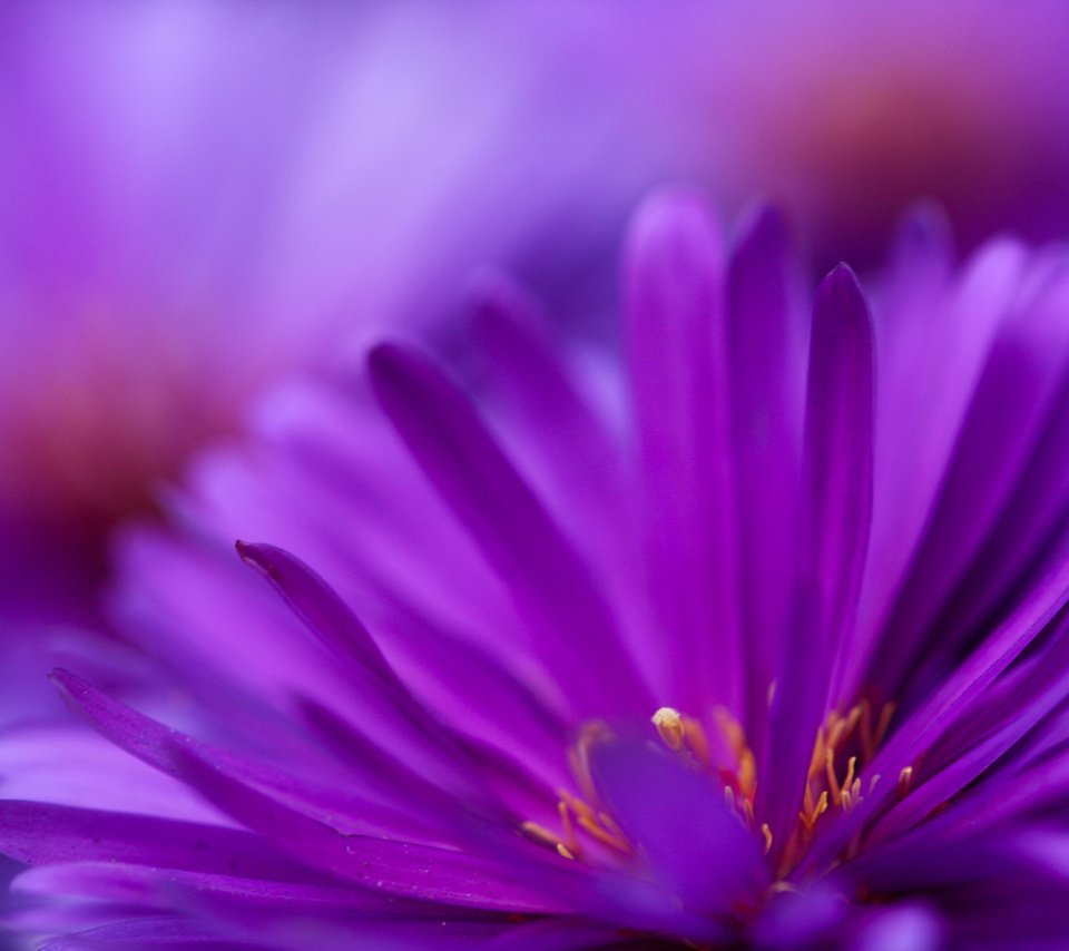Обои цветы, фиолетовый, цветут, flowers, purple, bloom разрешение 3000x2000 Загрузить