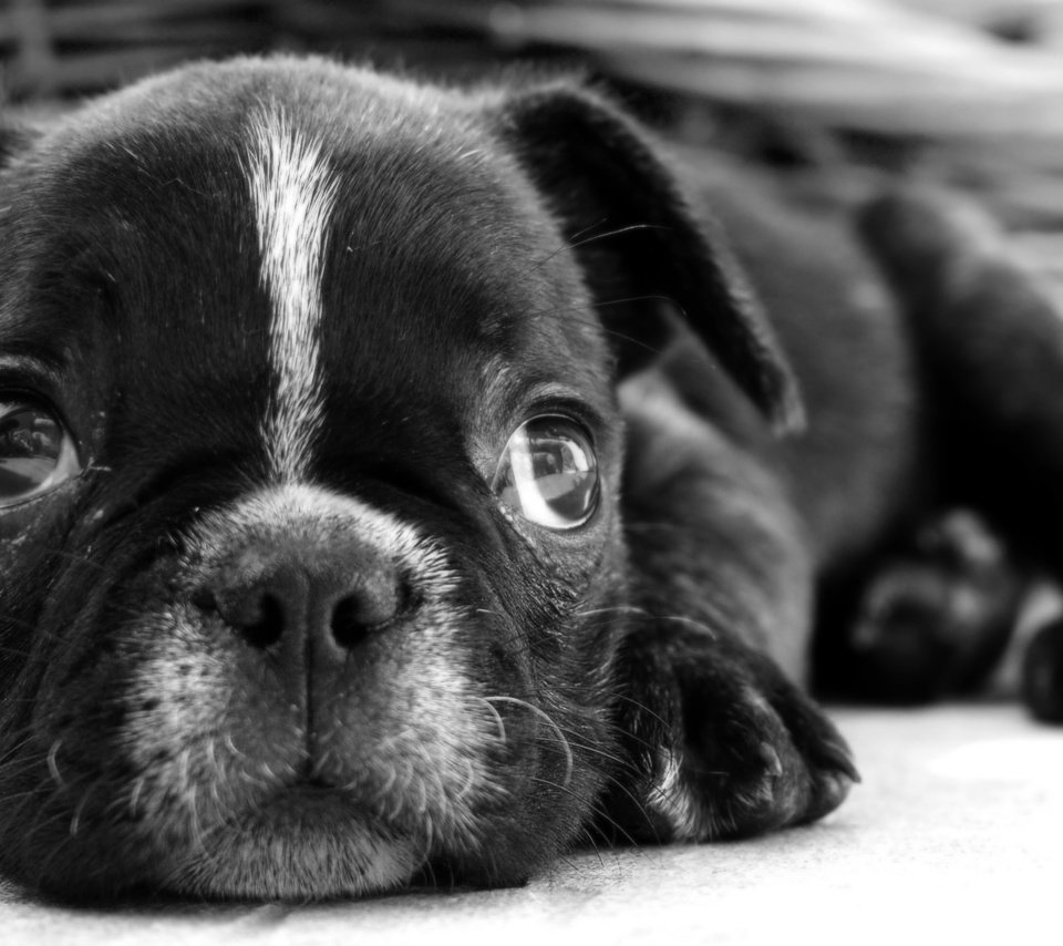 Обои чёрно-белое, собака, лежит, щенок, бульдог, французский бульдог, black and white, dog, lies, puppy, bulldog, french bulldog разрешение 1920x1200 Загрузить