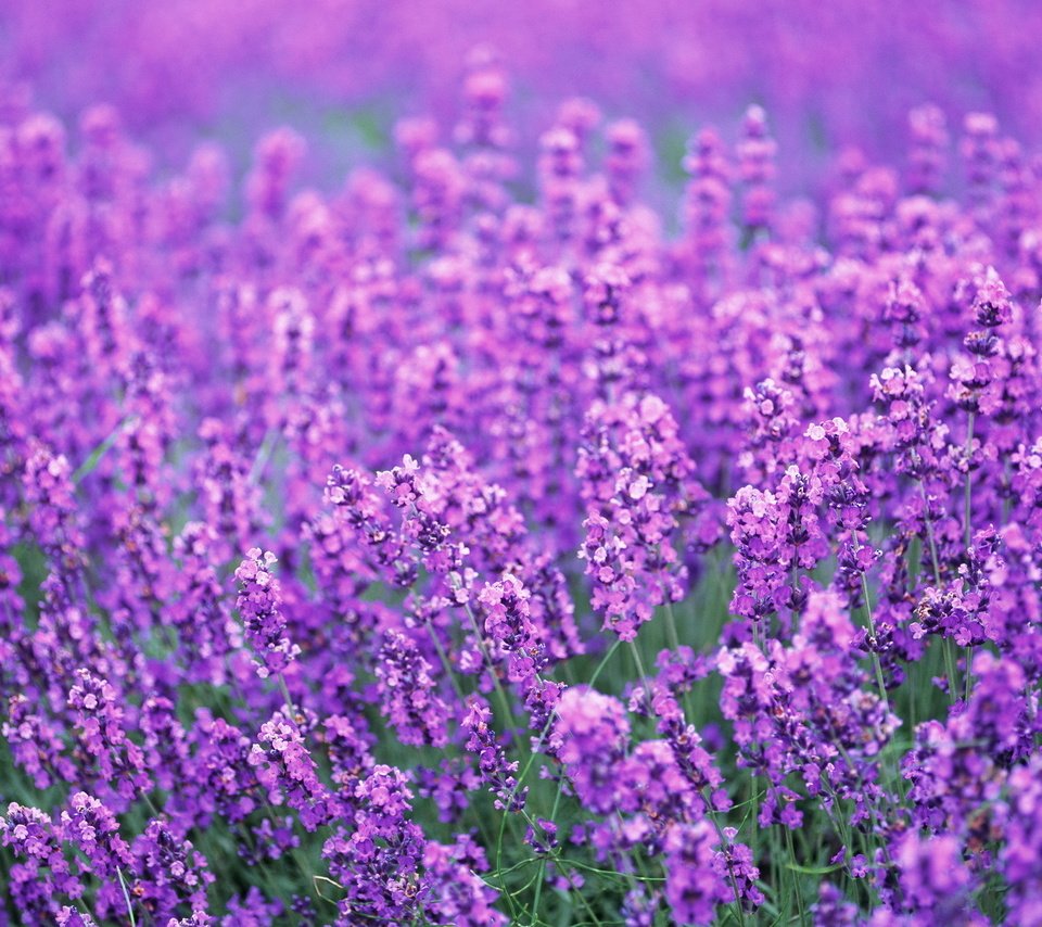 Обои цветы, поле, лаванда, лето, весна, лиловый, flowers, field, lavender, summer, spring, purple разрешение 1920x1363 Загрузить
