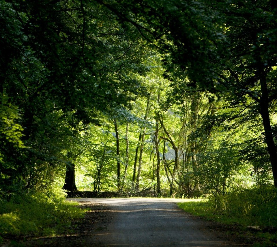 Обои дорога, деревья, зелень, лес, лето, road, trees, greens, forest, summer разрешение 1920x1200 Загрузить