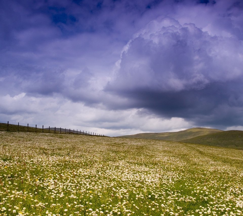 Обои небо, цветы, облака, поле, забор, the sky, flowers, clouds, field, the fence разрешение 2560x1600 Загрузить