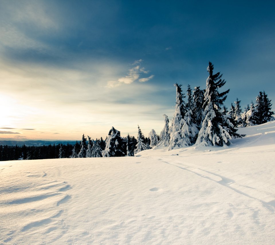 Обои небо, снег, лес, зима, the sky, snow, forest, winter разрешение 2560x1600 Загрузить