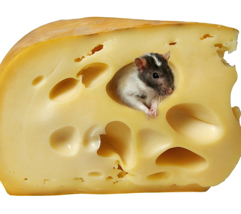 Обои сыр, белый фон, мышь, крыса, cheese, white background, mouse, rat разрешение 4760x3414 Загрузить