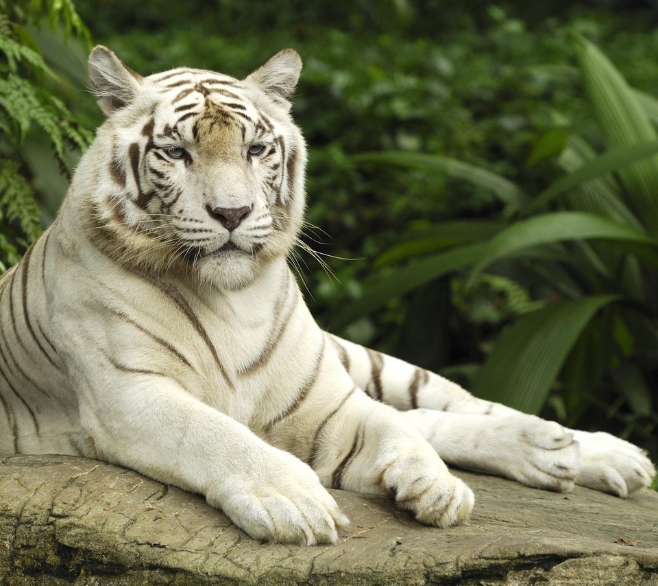 Обои тигр, белый, камень, сытый, белый тигр, tiger, white, stone, fed, white tiger разрешение 2000x1333 Загрузить