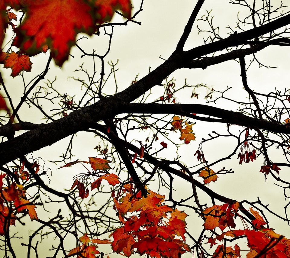 Обои небо, деревья, листья, осень, оранжевый, the sky, trees, leaves, autumn, orange разрешение 2560x1600 Загрузить