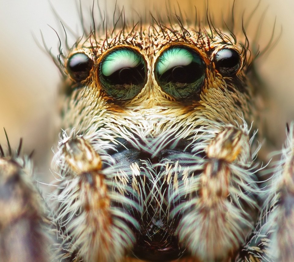Обои глаза, макро, паук, волоски, паук-скакунчик, джампер, eyes, macro, spider, hairs, spider-skakuny, jumper разрешение 1920x1200 Загрузить