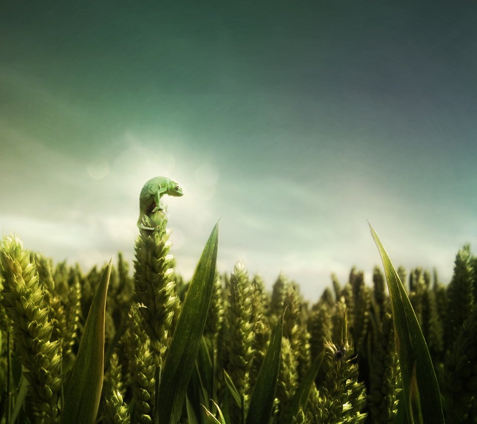 Обои зелёный, поле, ящерица, пшеница, green, field, lizard, wheat разрешение 2560x1600 Загрузить