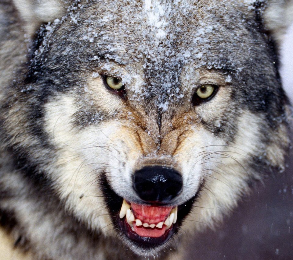 Обои зима, клыки, оскал, волк, winter, fangs, grin, wolf разрешение 1920x1200 Загрузить