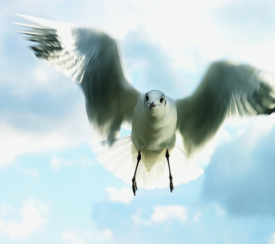 Обои небо, полет, чайка, the sky, flight, seagull разрешение 2959x2199 Загрузить