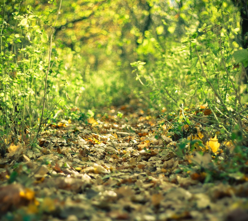 Обои лес, листья, осень, тропа, forest, leaves, autumn, trail разрешение 3888x2592 Загрузить