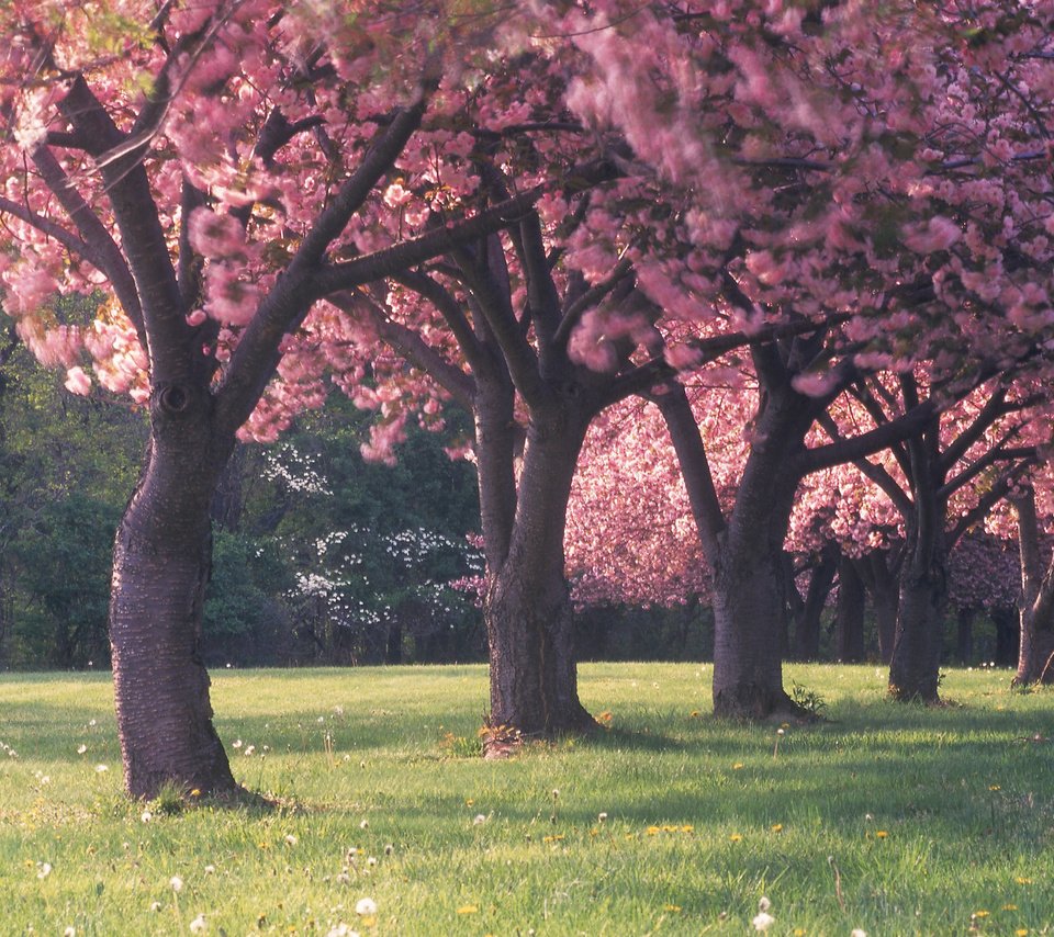 Обои цветы, трава, деревья, лес, красота, поляна, весна, flowers, grass, trees, forest, beauty, glade, spring разрешение 2560x1600 Загрузить