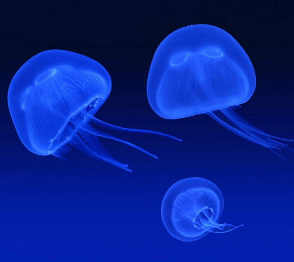 Обои синий, море, свечение, медузы, подводный мир, blue, sea, glow, jellyfish, underwater world разрешение 1920x1200 Загрузить