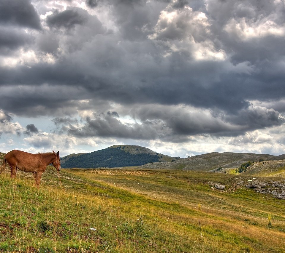 Обои лошадь, облака, холмы, horse, clouds, hills разрешение 1920x1200 Загрузить