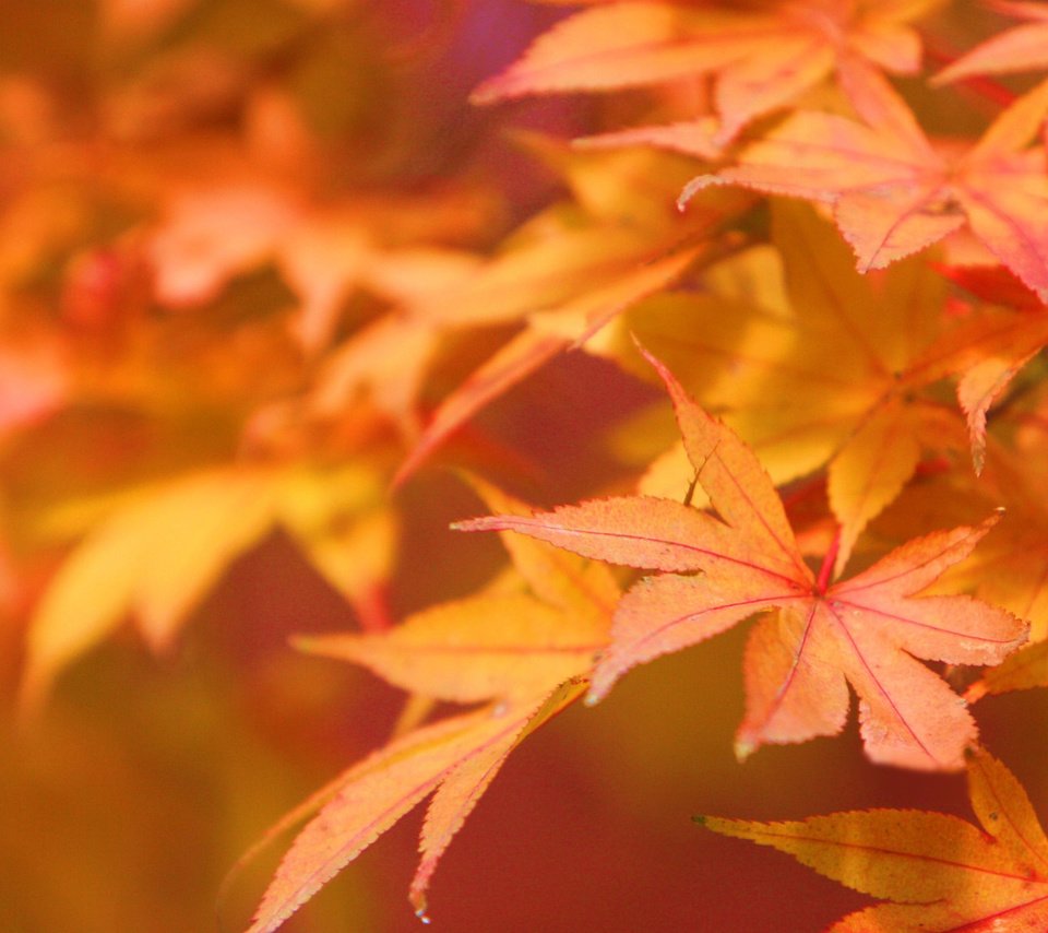 Обои листья, листва, осень, leaves, foliage, autumn разрешение 1920x1200 Загрузить