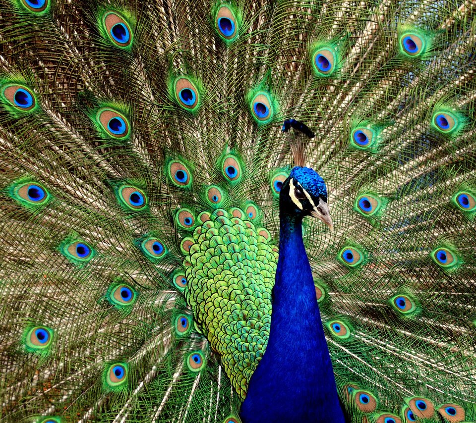 Обои птица, павлин, хвост, bird, peacock, tail разрешение 2560x1600 Загрузить