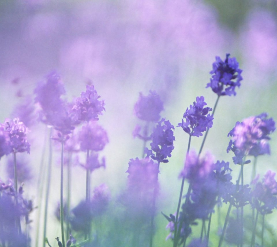 Обои цветы, лаванда, размытость, сиреневые, flowers, lavender, blur, lilac разрешение 1920x1200 Загрузить