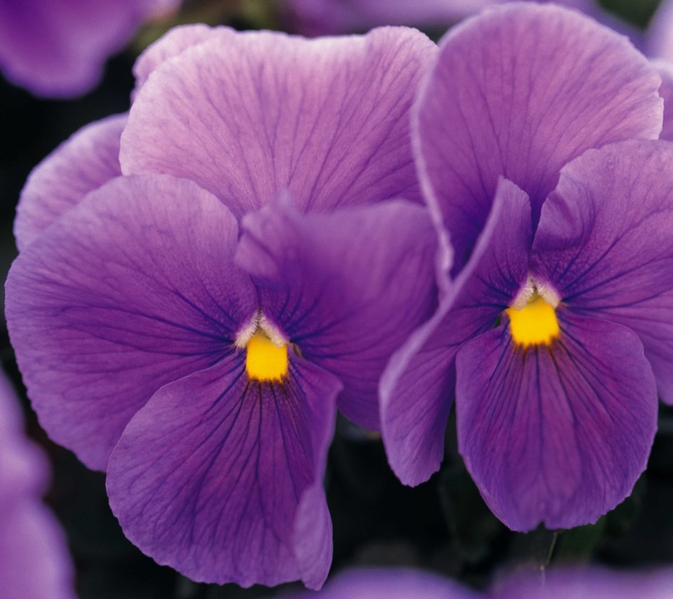 Обои цветы, фиолетовые, фиалки, flowers, purple, violet разрешение 1920x1200 Загрузить