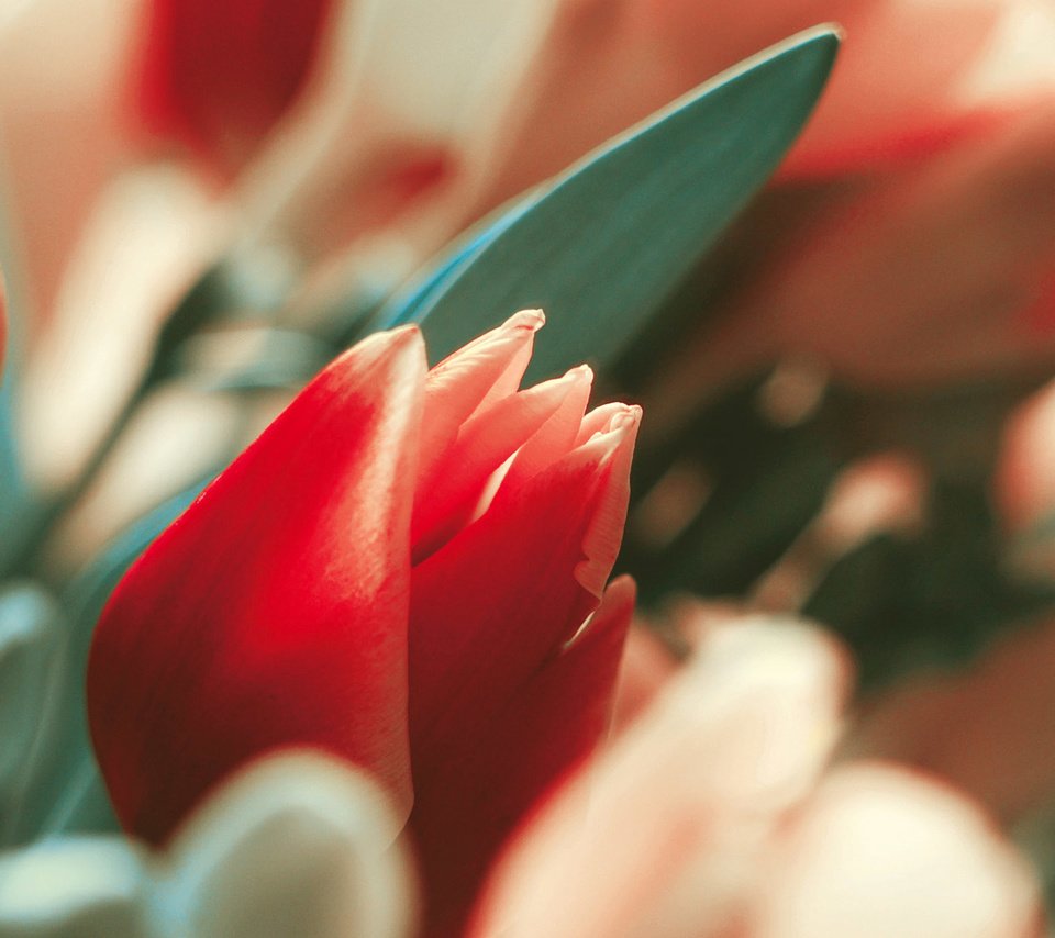 Обои цветы, макро, тюльпаны, flowers, macro, tulips разрешение 1920x1200 Загрузить