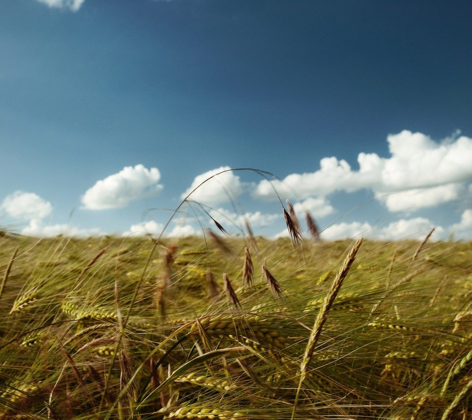 Обои небо, облака, поле, колосья, пшеница, the sky, clouds, field, ears, wheat разрешение 2560x1600 Загрузить