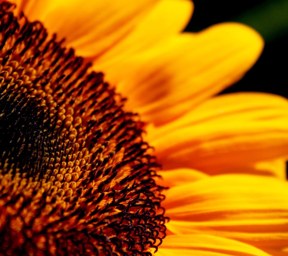Обои желтый, цветок, лепестки, подсолнух, крупным планом, yellow, flower, petals, sunflower, closeup разрешение 2560x1600 Загрузить