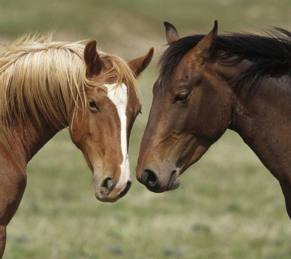 Обои природа, лошади, кони, nature, horse, horses разрешение 1920x1200 Загрузить