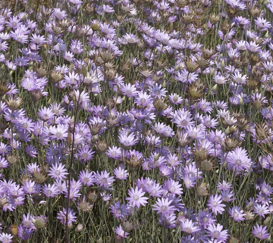 Обои цветы, полевой, сухоцвет, бессмертник, flowers, field, the dried flowers, helichrysum разрешение 2560x1600 Загрузить