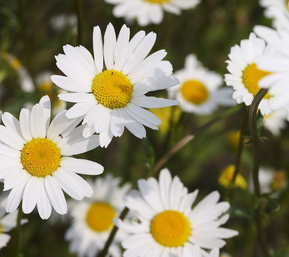 Обои цветы, лепестки, ромашки, белоснежные, flowers, petals, chamomile, white разрешение 2560x1600 Загрузить